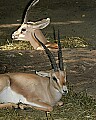 Cincinnati Zoo 395 slender-horned gazelle.jpg