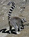 Cincinnati Zoo 404 ring-tailed lemur.jpg