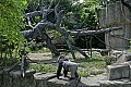 Cincinnati Zoo 427 gorilla enclosure.jpg