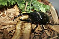 Cincinnati Zoo 431 hercules beetle.jpg
