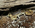 Cincinnati Zoo 439 desert hairy scorpion.jpg