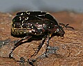 Cincinnati Zoo 447 tin foil beetle.jpg