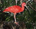 Cincinnati Zoo 450 scarlet ibis.jpg