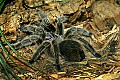 Cincinnati Zoo 453 chilean rose hair tarantula.jpg