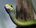 Cincinnati Zoo 477 rough green snakes.jpg