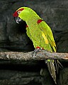 Cincinnati Zoo 477 thick-billed parrot.jpg