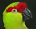 Cincinnati Zoo 478 thick-billed parrot.jpg