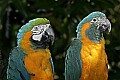 Cincinnati Zoo 483 blue and gold macaw and blue-throated macaw.jpg