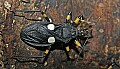 Cincinnati Zoo 506 white-eyed assasin beetle.jpg