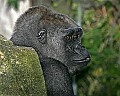 Cincinnati Zoo 509 lowland gorilla.jpg