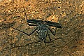 Cincinnati Zoo 528 cave whip spider.jpg
