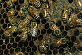Cincinnati Zoo 535 honey bees.jpg