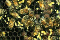 Cincinnati Zoo 537 honey bees.jpg