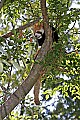 Cincinnati Zoo 555 red panda.jpg