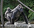 Cincinnati Zoo 559 mother and baby gorilla.jpg