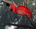 Cincinnati Zoo 571 scarlet ibis.jpg