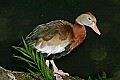 Cincinnati Zoo 583  red-shouldered duck.jpg