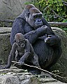 Cincinnati Zoo 608 baby western  lowland gorilla and mother.jpg
