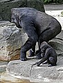 Cincinnati Zoo 629 western lowland gorilla and her baby.jpg