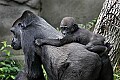 Cincinnati Zoo 681 western lowland gorilla piggyback.jpg