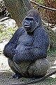 Cincinnati Zoo 684 silverback western lowland gorilla.jpg