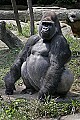 Cincinnati Zoo 704 silverrback western lowland gorilla.jpg