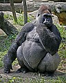 Cincinnati Zoo 709 pensive  silverrback western lowland gorilla.jpg