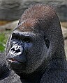 Cincinnati Zoo 712 what are you looking at- silverback western lowland gorilla.jpg