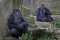 Cincinnati Zoo 719 western lowland gorilla.jpg