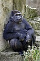 Cincinnati Zoo 725  western lowland gorilla.jpg