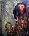 Cincinnati Zoo 759 pygmy marmoset and golden-maned lion tamarin.jpg