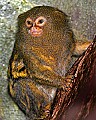 Cincinnati Zoo 765 pygmy marmoset.jpg