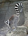 Cincinnati Zoo 784 ring-tailed lemur.jpg