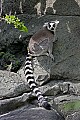 Cincinnati Zoo 791 ring-tailed lemur.jpg