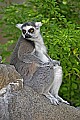 Cincinnati Zoo 799 ring-tailed lemur.jpg