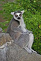 Cincinnati Zoo 800 ring-tailed lemur.jpg