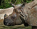 Cincinnati Zoo 838 pregnant indian rhinoceros.jpg