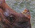 Cincinnati Zoo 845 indian rhino.jpg
