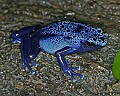 _MG_1881 blue poison frog.jpg