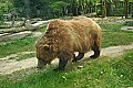 DSC1006 grizzly bear.jpg