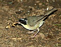 DSC1110 immature common yellowthroat warbler.jpg