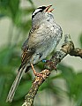 DSC1124 white crowned sparrow.jpg