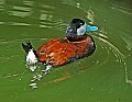 DSC1163 ruddy duck.jpg