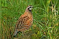DSC1177 male bobwhite quail.jpg