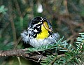 DSC1258 yellow-throated warbler.jpg