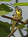 DSC1312 yellow-throated warbler.jpg