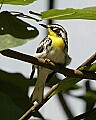 DSC1313 yellow-throated warbler.jpg