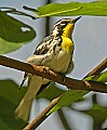 DSC1320 yellow-throated warbler - vertical.jpg