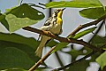 DSC1320 yellow-throated warbler.jpg