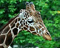 DSC1361 giraffe.jpg